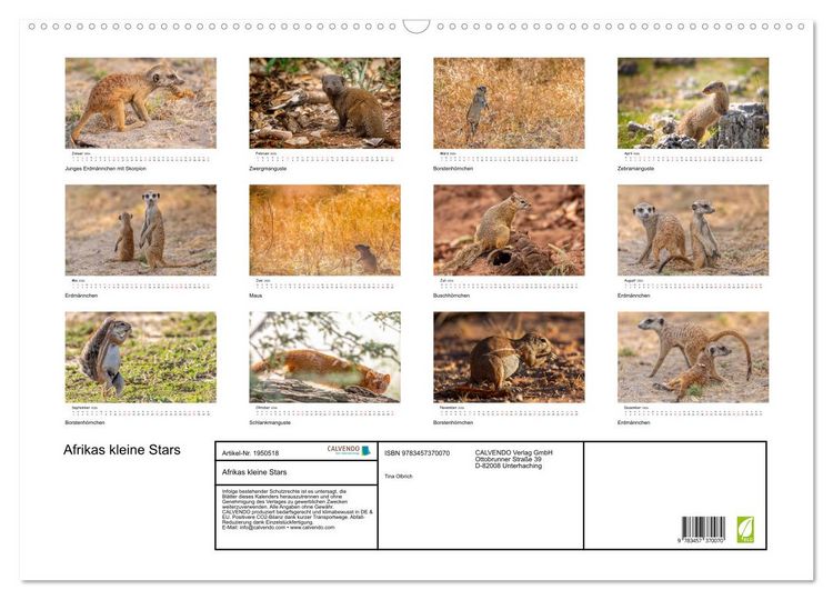 Produktbild: Afrikas kleine Stars (Wandkalender 2026 DIN A2 quer), CALVENDO Monatskalender