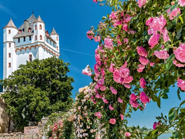 Produktbild: CALVENDO Puzzle Kurf&uuml;rstliche Burg mit Rosen | 1000 Teile Lege-Gr&ouml;&szlig;e 64x48cm Foto-Puzzle f&uuml;r gl&uuml;ckliche Stunden