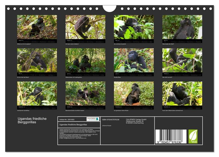 Produktbild: Ugandas friedliche Berggorillas (Wandkalender 2026 DIN A4 quer), CALVENDO Monatskalender