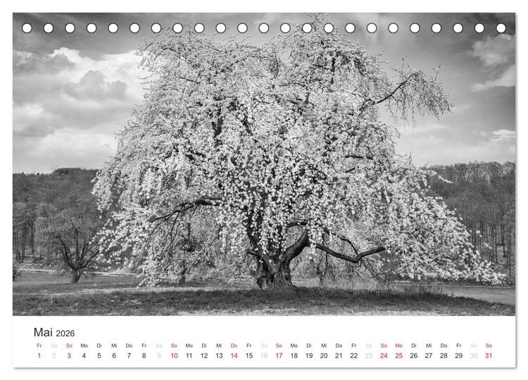 Produktbild: B&auml;ume - Natursch&ouml;nheiten in schwarz-wei&szlig; (Tischkalender 2026 DIN A5 quer), CALVENDO Monatskalender