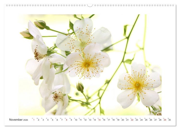 Produktbild: Rosenlust (Wandkalender 2026 DIN A2 quer), CALVENDO Monatskalender