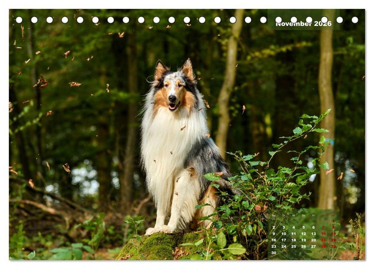 Produktbild: Collies? Was sonst! (Tischkalender 2026 DIN A5 quer), CALVENDO Monatskalender