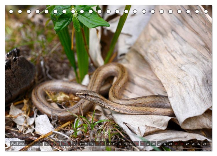 Produktbild: Reptilien auf Madagaskar (Tischkalender 2026 DIN A5 quer), CALVENDO Monatskalender