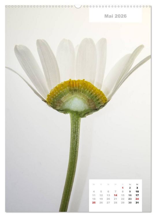 Produktbild: Schnittblumen 2026 (Wandkalender 2026 DIN A2 hoch), CALVENDO Monatskalender