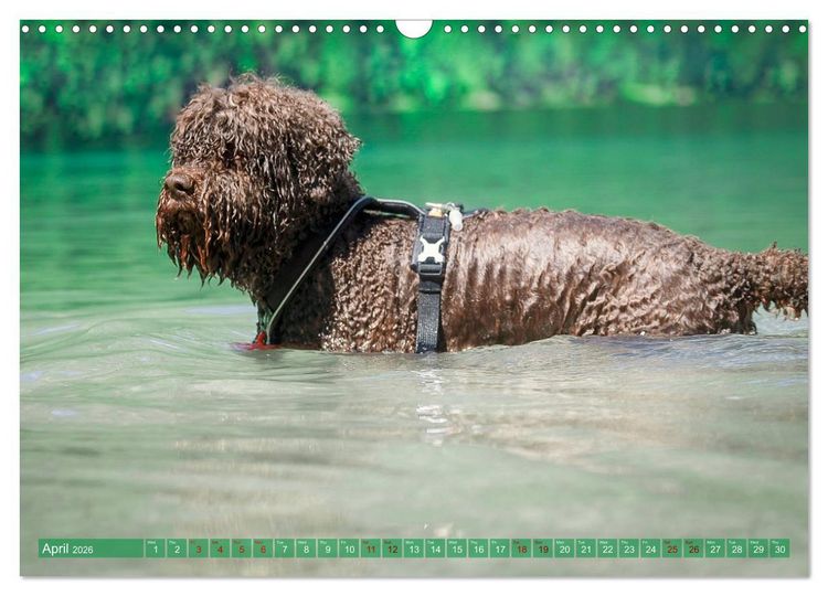 Produktbild: Lagotto Romagnolo Splash Edition (Wall Calendar 2026 DIN A3 landscape), CALVENDO 12 Month Wall Calendar