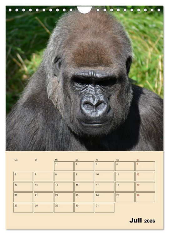 Produktbild: Gorillas (Wandkalender 2026 DIN A4 hoch), CALVENDO Monatskalender