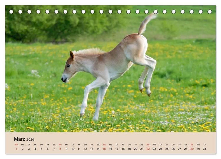 Produktbild: Haflinger Fohlen (Tischkalender 2026 DIN A5 quer), CALVENDO Monatskalender