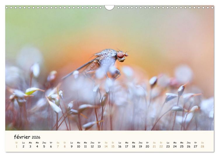 Produktbild: Nos amis les insectes (Calendrier mural 2026 DIN A3 vertical), CALVENDO calendrier mensuel