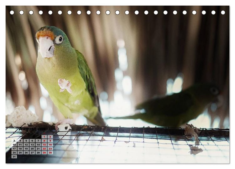 Produktbild: Nicaraguas faszinierende Flora & Fauna (Tischkalender 2026 DIN A5 quer), CALVENDO Monatskalender