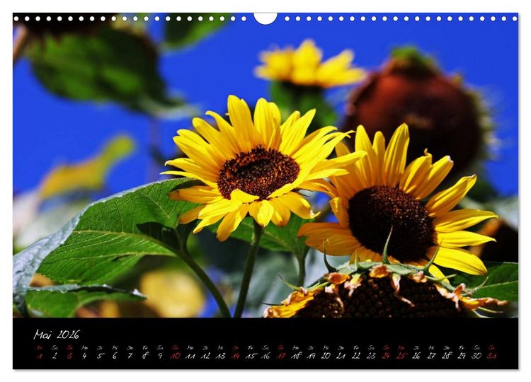Produktbild: Flower (Wandkalender 2026 DIN A3 quer), CALVENDO Monatskalender