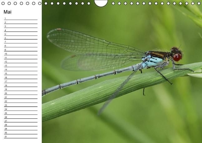 Produktbild: Libellen Geburtstagskalender (Wandkalender immerw&auml;hrend DIN A4 quer)