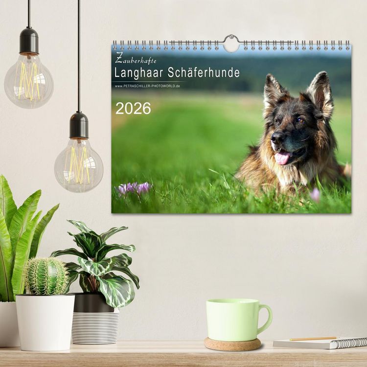 Produktbild: Zauberhafte Langhaar Sch&auml;ferhunde (Wandkalender 2026 DIN A4 quer), CALVENDO Monatskalender