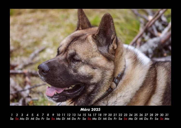 Produktbild: Hundezauber 2025 Fotokalender DIN A3