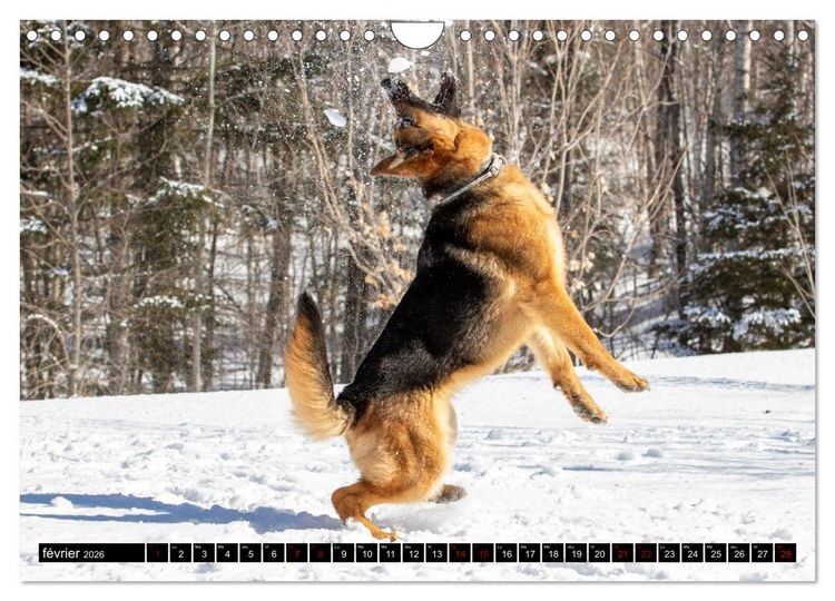 Produktbild: MIRA - PUISSANCE ET &Eacute;L&Eacute;GANCE (Calendrier mural 2026 DIN A4 vertical), CALVENDO calendrier mensuel