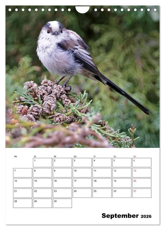 Produktbild: Bezaubernde V&ouml;gel im heimischen Garten (Wandkalender 2026 DIN A4 hoch), CALVENDO Monatskalender