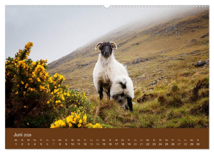 Produktbild: Unter Schafen - Wegbegleiter auf Reisen (Wandkalender 2026 DIN A2 quer), CALVENDO Monatskalender