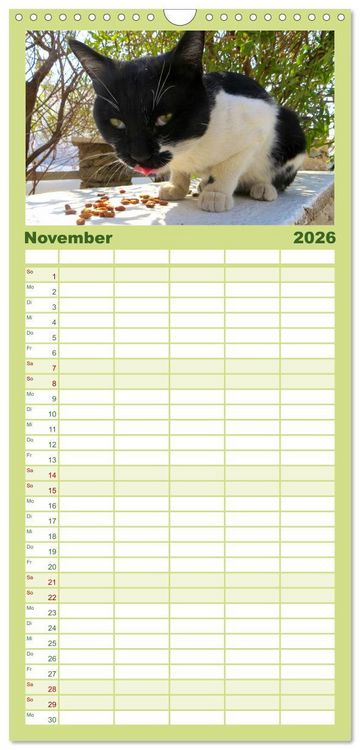 Produktbild: Familienplaner 2026 - SAMTPFOTEN "fellnah" mit 5 Spalten (Wandkalender, 21 x 45 cm) CALVENDO