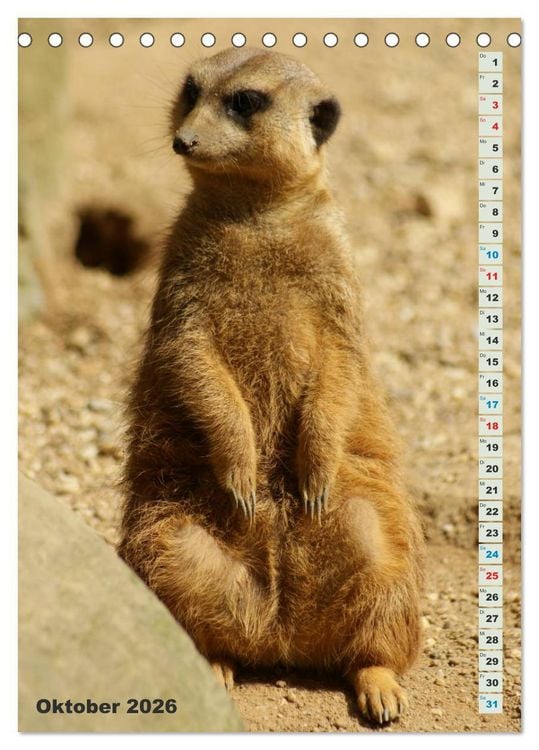 Produktbild: Erdm&auml;nnchen-Meerkats-Surikate (Tischkalender 2026 DIN A5 hoch), CALVENDO Monatskalender