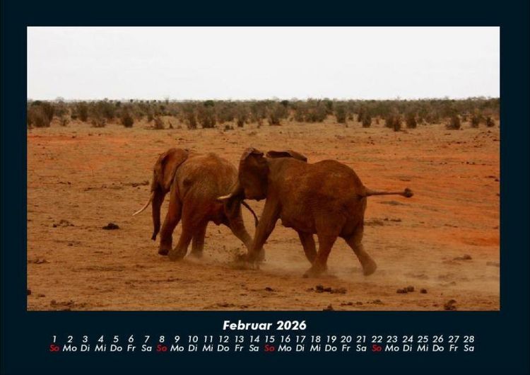 Produktbild: Elefanten - Die sanften Riesen Afrikas 2026 Fotokalender DIN A4