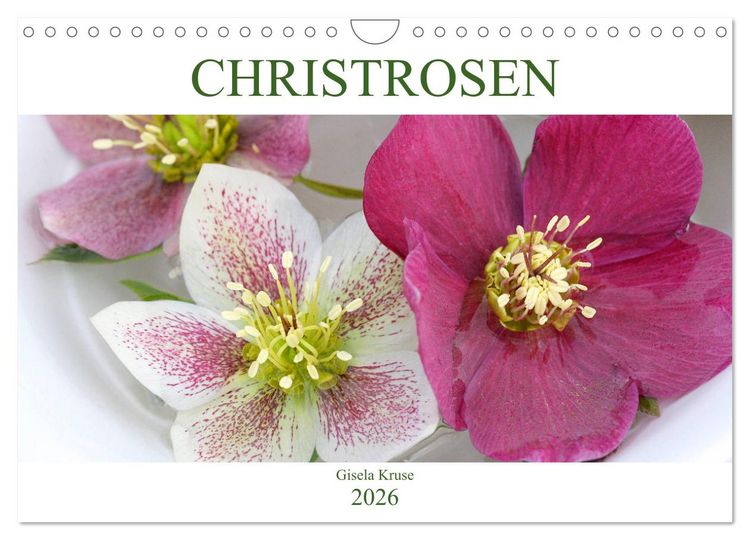Produktbild: Christrosen (Wandkalender 2026 DIN A4 quer), CALVENDO Monatskalender