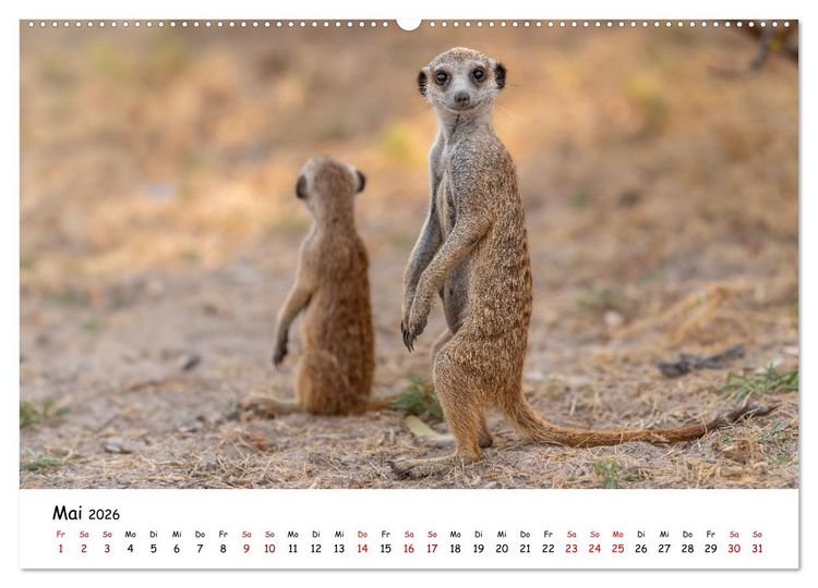 Produktbild: Afrikas kleine Stars (Wandkalender 2026 DIN A2 quer), CALVENDO Monatskalender