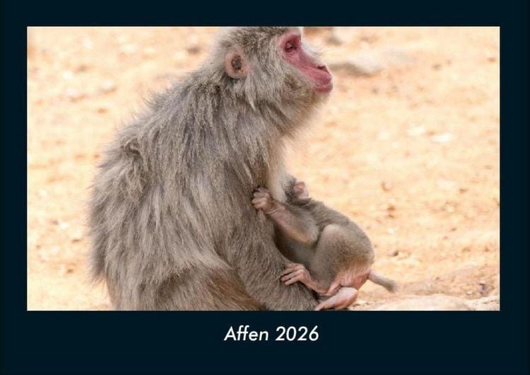 Produktbild: Affen 2026 Fotokalender DIN A4