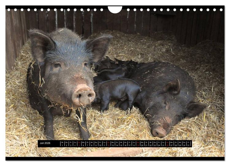 Produktbild: Schweinereien (Wandkalender 2026 DIN A4 quer), CALVENDO Monatskalender