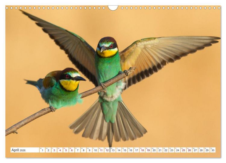 Produktbild: Bunte Flieger (Wandkalender 2026 DIN A3 quer), CALVENDO Monatskalender