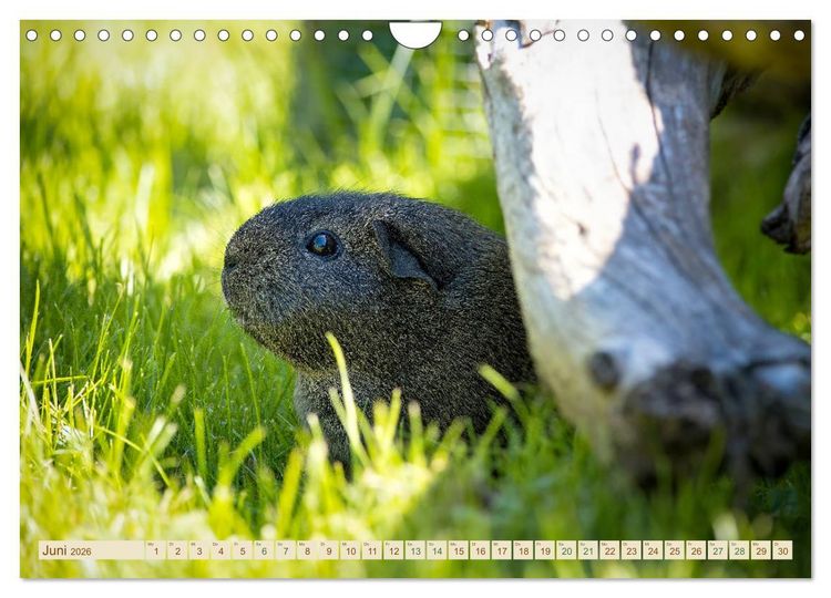 Produktbild: MEERSCHWEINCHEN neugierig - s&uuml;&szlig; - liebenswert (Wandkalender 2026 DIN A4 quer), CALVENDO Monatskalender