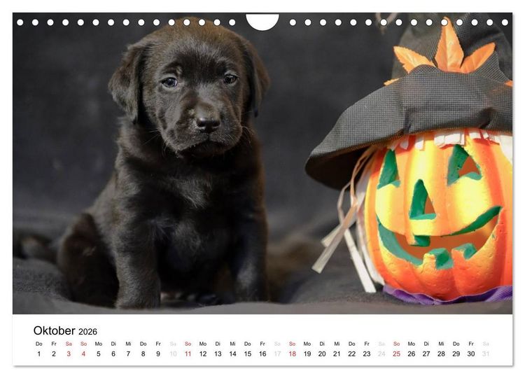 Produktbild: Labrador Welpen (Wandkalender 2026 DIN A4 quer), CALVENDO Monatskalender