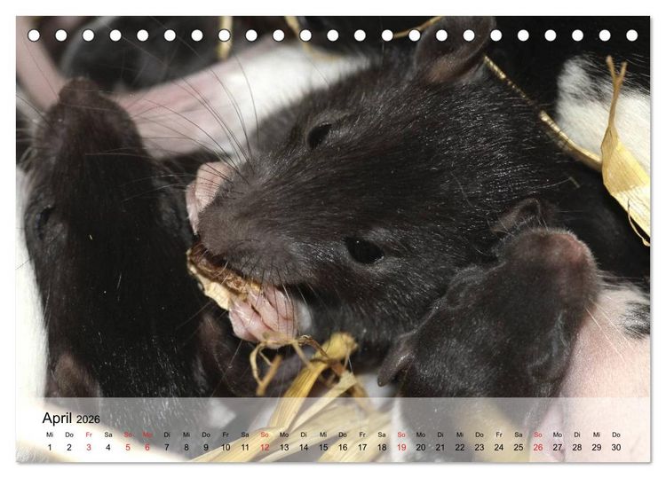 Produktbild: Ratten - Gelehrige Haustiere (Tischkalender 2026 DIN A5 quer), CALVENDO Monatskalender