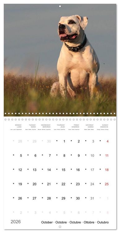 Produktbild: American Bulldog (Wall Calendar 2026 12 &times; 12 Inch) CALVENDO 12 Month Wall Calendar
