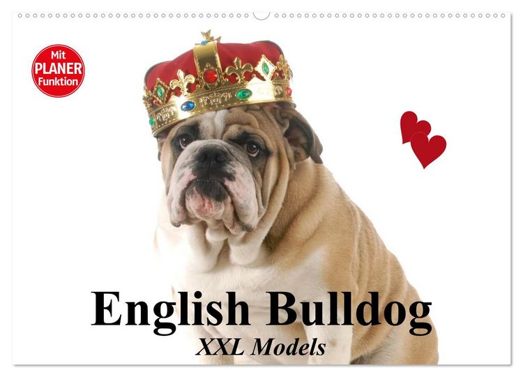 Produktbild: English Bulldog XXL Models (Wandkalender 2026 DIN A2 quer), CALVENDO Monatskalender
