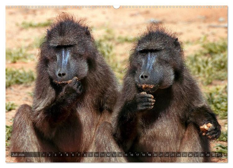 Produktbild: Namibia - Die Tierwelt (hochwertiger Premium Wandkalender 2026 DIN A2 quer), Kunstdruck in Hochglanz
