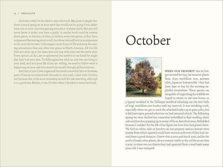 Produktbild: The Nature of Oaks