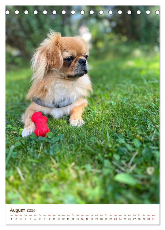 Produktbild: Sassy, fluffy, fabulous &ndash; A year of Pekingese charm (Desk Calendar 2026 DIN A5 portrait), CALVENDO 12 Month DeskCalendar