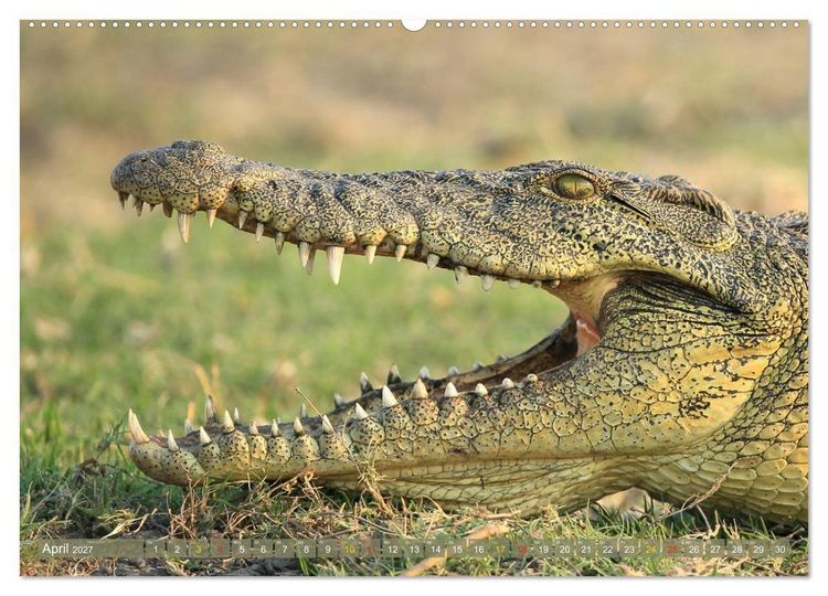 Produktbild: Wildtierparadies Afrika - Eine Foto-Reise durch die Savannen (Wandkalender 2027 DIN A2 quer), CALVENDO Monatskalender
