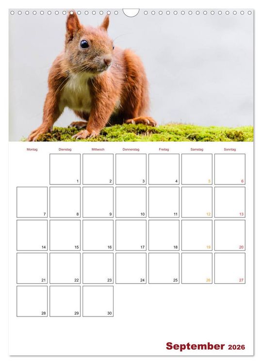 Produktbild: Eichh&ouml;rnchen Planer 2026 (Wandkalender 2026 DIN A3 hoch), CALVENDO Monatskalender