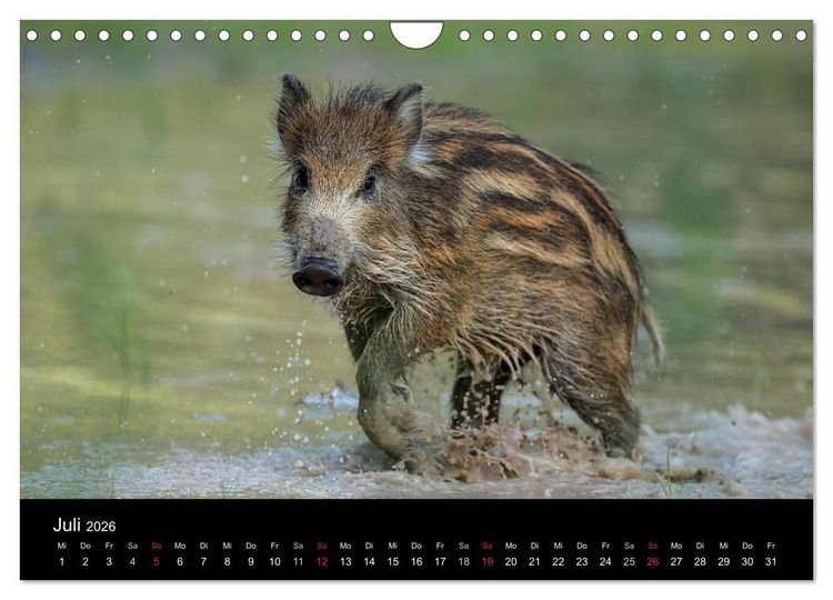 Produktbild: Kleine Schweinereien (Wandkalender 2026 DIN A4 quer), CALVENDO Monatskalender