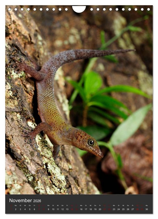 Produktbild: GECKOS (Wandkalender 2026 DIN A4 hoch), CALVENDO Monatskalender