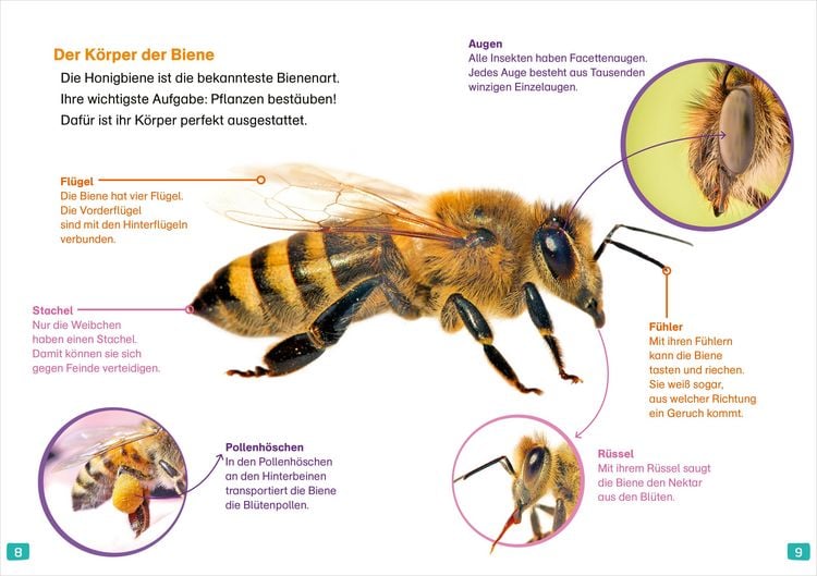 Produktbild: WAS IST WAS Erstes Lesen. Bienen