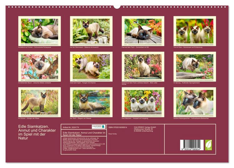 Produktbild: Edle Siamkatzen. Anmut und Charakter im Spiel mit der Natur (hochwertiger Premium Wandkalender 2026 DIN A2 quer), Kunstdruck in Hochglanz