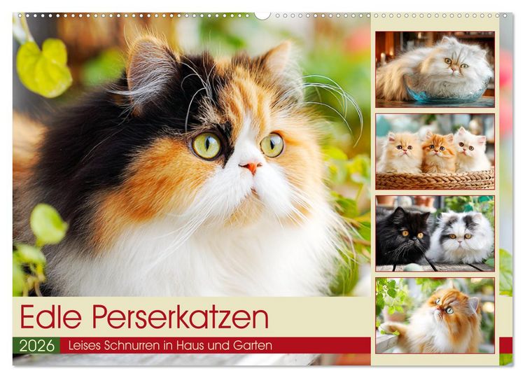 Produktbild: Edle Perserkatzen. Leises Schnurren in Haus und Garten (Wandkalender 2026 DIN A2 quer), CALVENDO Monatskalender