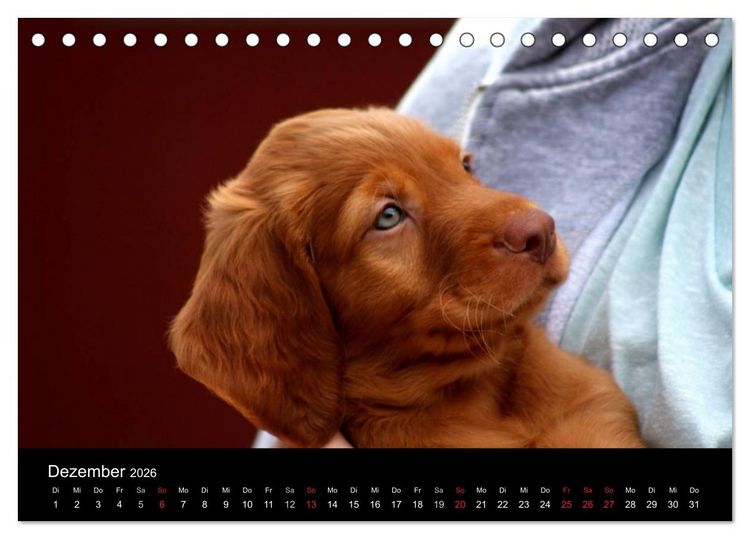Produktbild: Magyar Vizsla Welpen (Tischkalender 2026 DIN A5 quer), CALVENDO Monatskalender