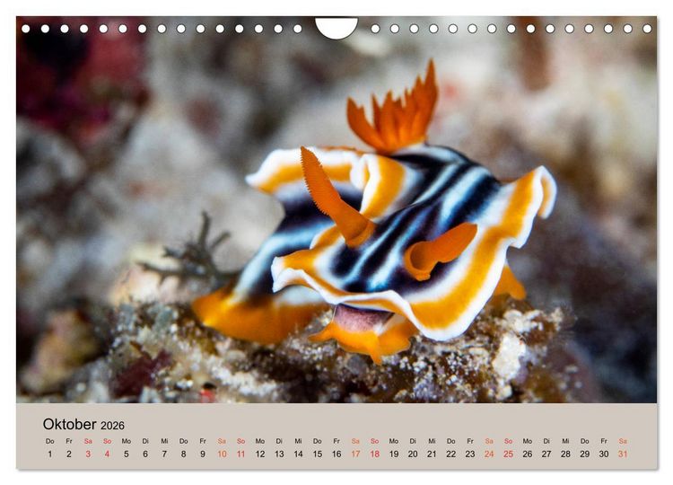 Produktbild: Meerestiere unter der Lupe - Unterwasserkalender (Wandkalender 2026 DIN A4 quer), CALVENDO Monatskalender