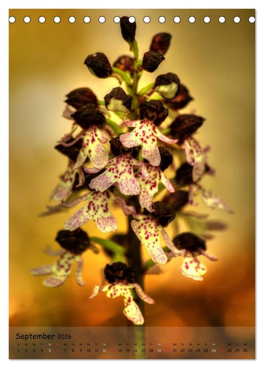 Produktbild: Juwelen der Natur - Ein Orchideensommer (Tischkalender 2026 DIN A5 hoch), CALVENDO Monatskalender