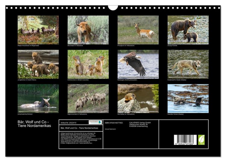 Produktbild: B&auml;r, Wolf und Co - Tiere Nordamerikas (Wandkalender 2026 DIN A3 quer), CALVENDO Monatskalender