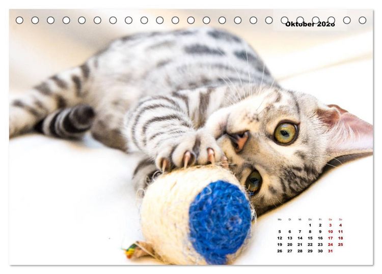 Produktbild: Bengal K&auml;tzchen 2 (Tischkalender 2026 DIN A5 quer), CALVENDO Monatskalender