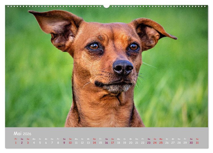 Produktbild: Dein Hund der treue Begleiter (hochwertiger Premium Wandkalender 2026 DIN A2 quer), Kunstdruck in Hochglanz