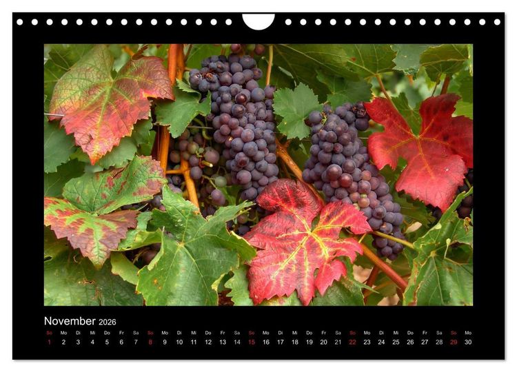 Produktbild: Wein - Reben, Wingerte und historische Weinkeller (Wandkalender 2026 DIN A4 quer), CALVENDO Monatskalender